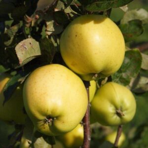 Apple Keswick Codlin - Pb12