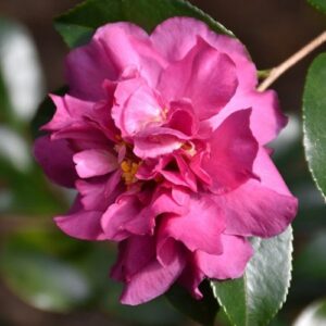 Camellia Sparkling Burgundy - pb6.5 (80/100)