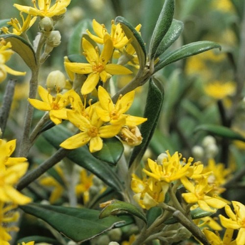 Corokia cheesemanii, Korokio - 2Ltr