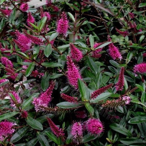 Hebe Dobbies Delight - Pb5 - Image 2