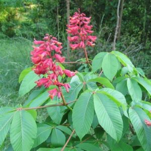 Aesculus pavia, Red Buckeye - Pb40