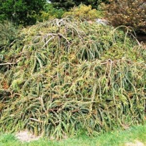 Acacia pravissima, Ovens Wattle - Pb6.5