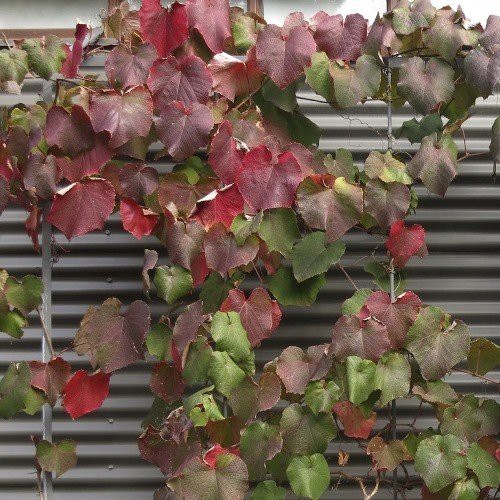 Vitis coignetiae, Crimson Glory Vine - Pb5/Pb6.5