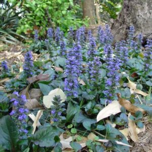 Ajuga Catlins Giant, Bugle Flower - Pb3/Pb5