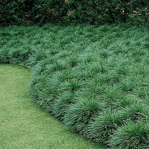 Ophiopogon japonicus - Tube