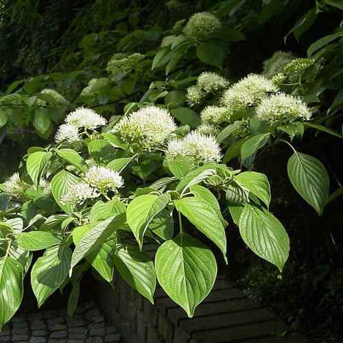 Cornus contraversa - Pb12 - Image 2