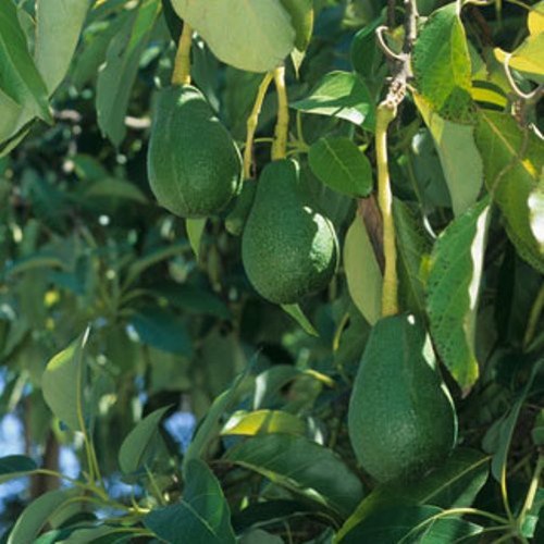 Avocado Fuerte - Pb10