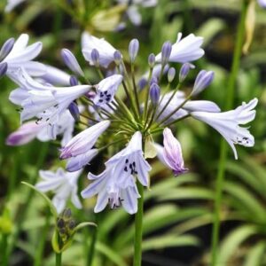 Agapanthus Streamline - Pb5