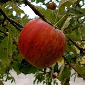 Apple Jonathan - Pb12