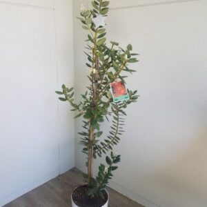 Metrosideros Maori Princess, Pohutukawa - 3Ltr (with white pot)