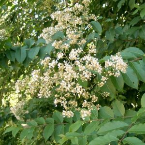 Lagerstroemia subcostata, Crepe Myrtle - Pb28