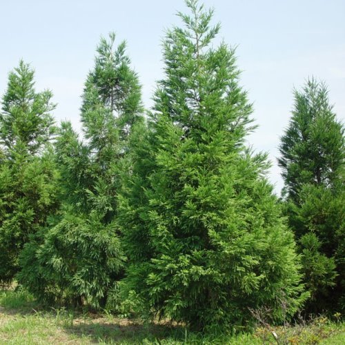 Cryptomeria japonica, Japanese Cedar - Image 2