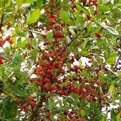 Coprosma robusta, Karamu - Pot