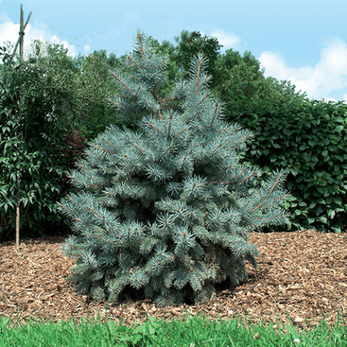 Picea Baby Blue, Dwarf Colorado Spruce - 2.5Ltr - Image 2