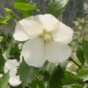Hibiscus Snowdrift - Pb6.5