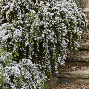 Rosmarinus Lockwood De Forest - 0.5Ltr