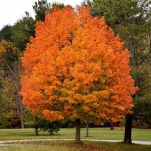 Acer saccharum, Sugar Maple - Pb12/Pb18