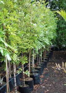 Alectryon excelsus, Titoki - 45Ltr 2.8-3.2m