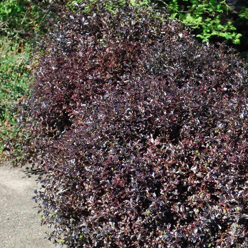 Pittosporum Tom Thumb - 2Ltr - Image 2