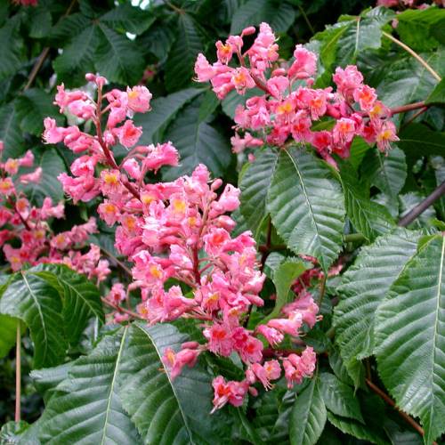 Dea3a18795315a874586c4e42138e326f179006a 6.jpg Aesculus Briottii, Red Horse Chestnut - Pb28/Pb40