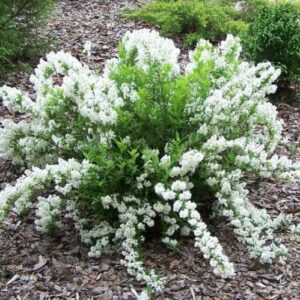 Deutzia Nikko - 1.9Ltr