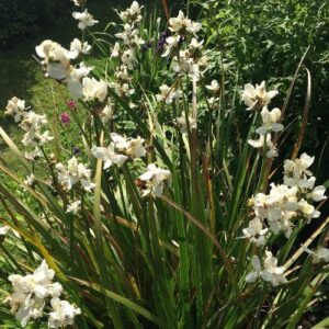 Libertia grandiflora, Mikoikoi - Pb3
