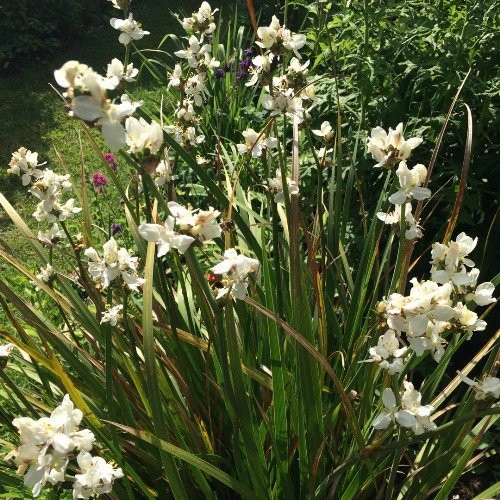 Libertia grandiflora, Mikoikoi - Pb3