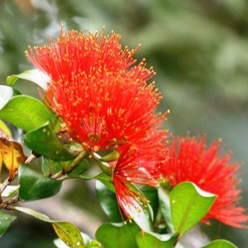 Metrosideros robusta, Northern Rata - Pb12