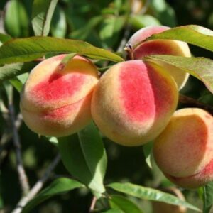 Peach Honey Babe (dwarf) - Pb12