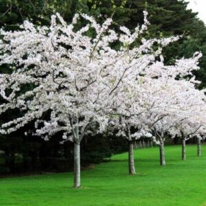 Prunus yedoensis, Yoshino Cherry - 45Ltr