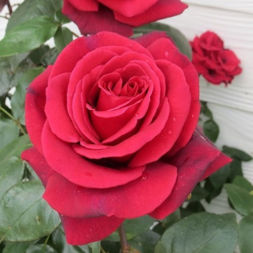 Rose Paola (bush, hyb. tea) - Image 2