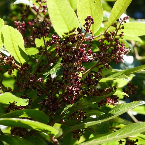 Alectryon excelsus, Titoki - 1.5m tall - Image 2