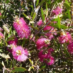 Callistemon Mauve Mist - Pb6.5