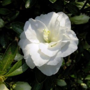 Azalea Hardy Gardenia - 1.25Ltr