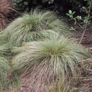 Carex comans Green - Pot