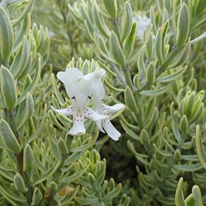Westringia Morning Light, Coastal Rosemary - Pb3