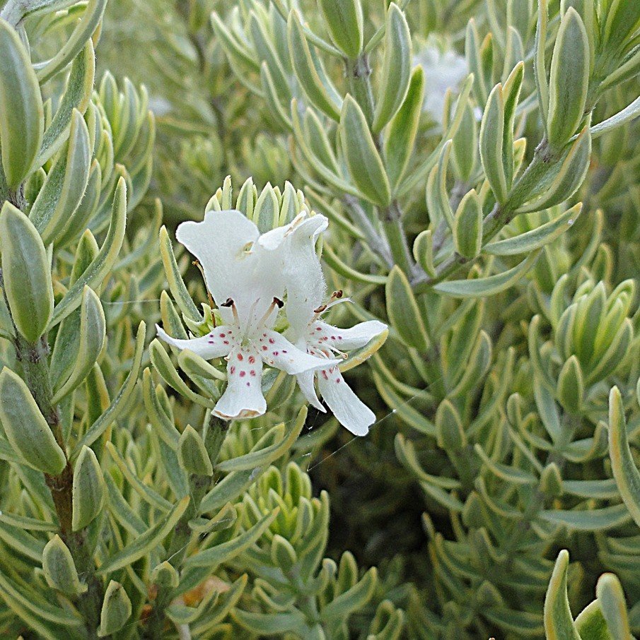 Westringia Morning Light, Coastal Rosemary - Pb3 - Image 2