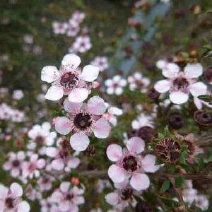 Leptospermum scoparium, Manuka - Pb3/4