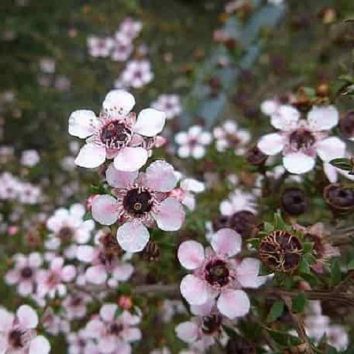 Leptospermum scoparium, Manuka - Pb3/4 - Image 4