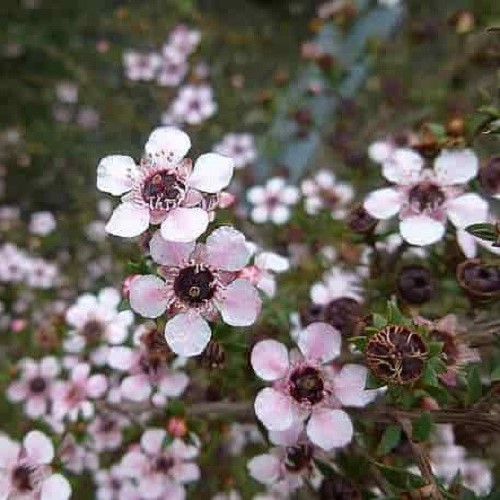 Leptospermum scoparium, Manuka - Pb3/4