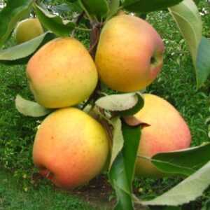 Apple Beautiful Arcade - Pb12