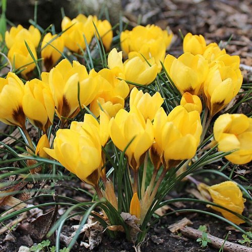 Crocus Sunkist - Image 2