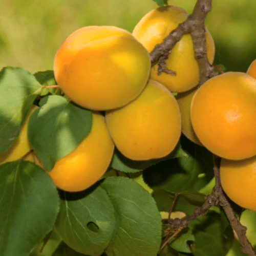 Apricot Garden Annie (semi-dwarf) - Pb18 - Image 2