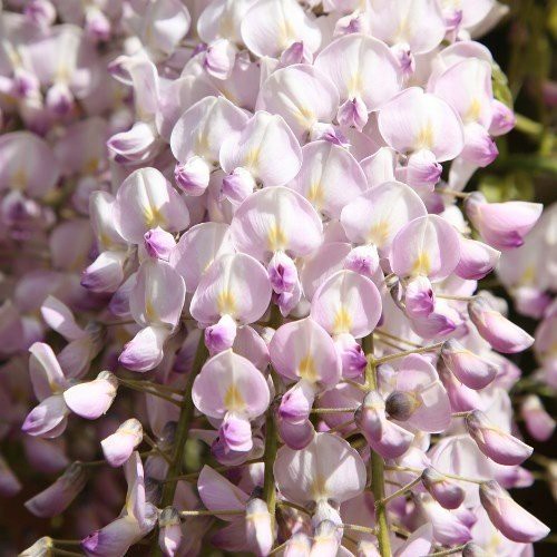 Wisteria fl. Lipstick - Pb6.5