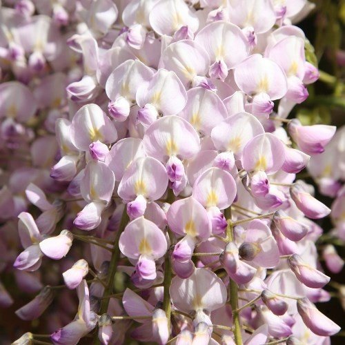 Wisteria fl. Lipstick - Pb6.5 - Image 2