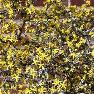 Corokia cotoneaster - Pb5