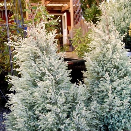 Chamaecyparis White Ice - 2.5Ltr - Image 2