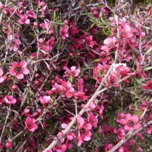 Leptospermum Red Falls, Manuka - Pb5