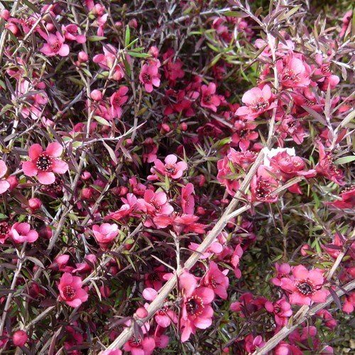 Leptospermum Red Falls, Manuka - Pb5