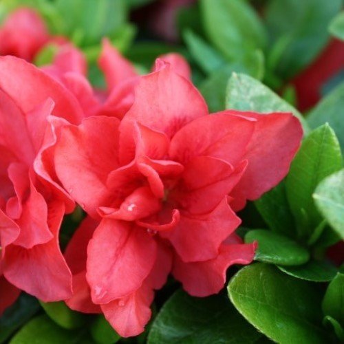 Azalea Melody - 1.25Ltr - Image 2